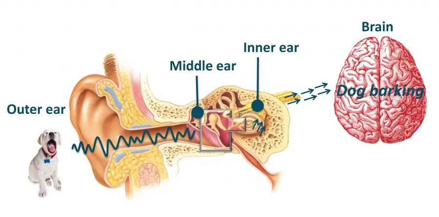 How we hear